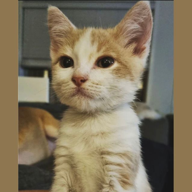 Photo of Bella Boo & Fred Flintstone