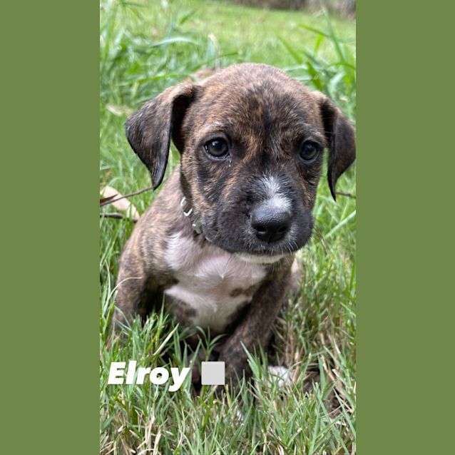 Photo of Elroy