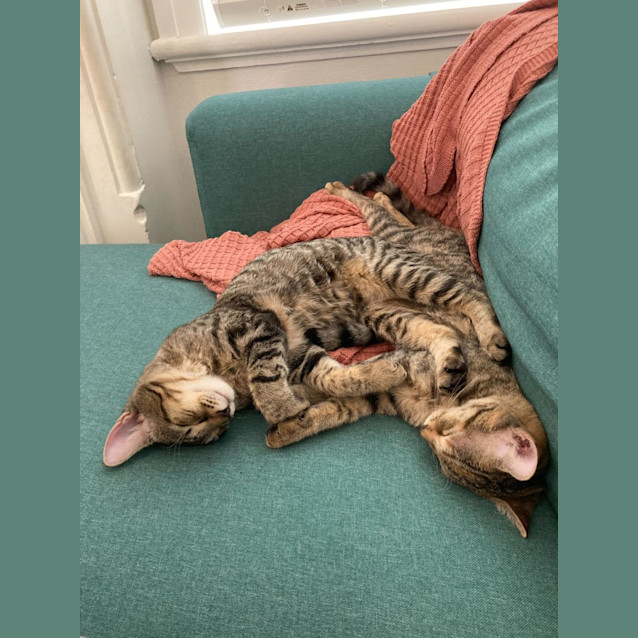 Photo of Amber