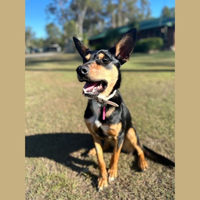 Photo of Benji