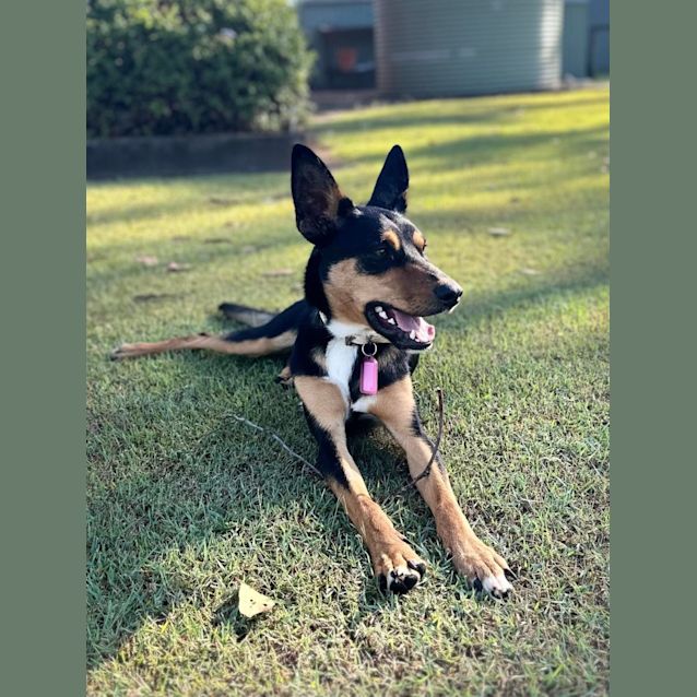 Photo of Benji