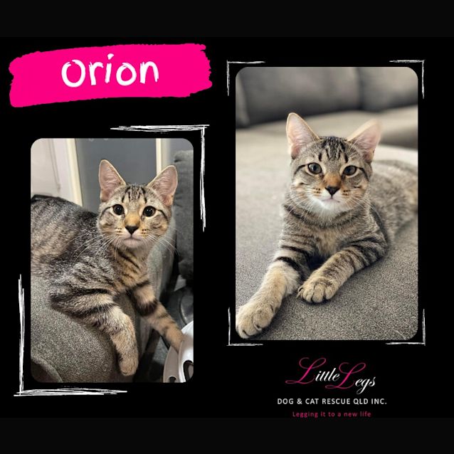 Photo of Orion