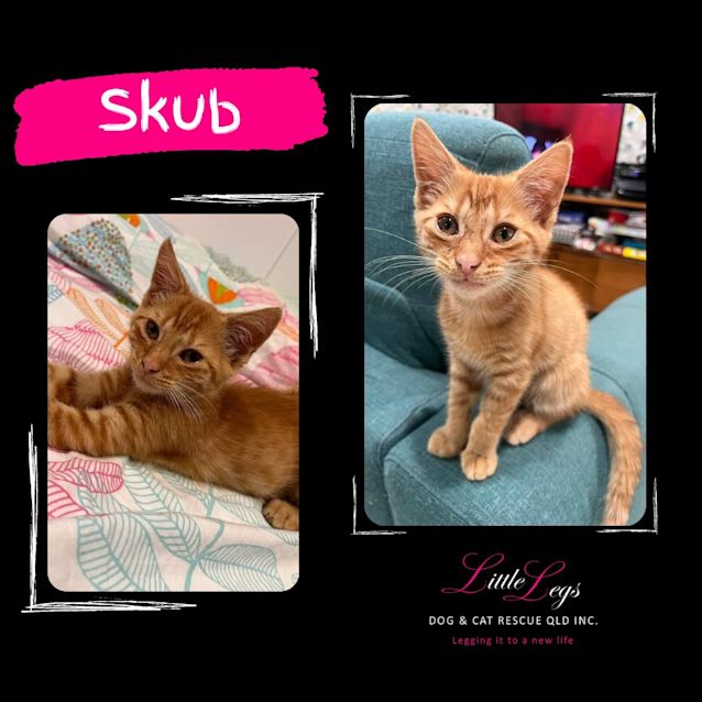 Photo of Skub