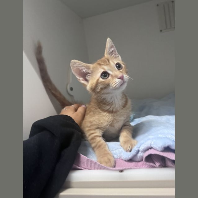 Photo of Lentil