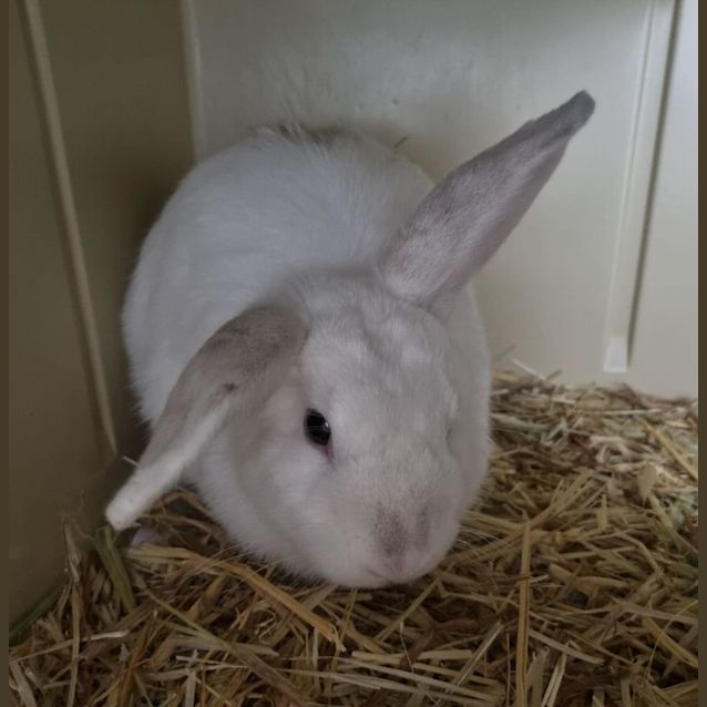 Photo of Wabbit