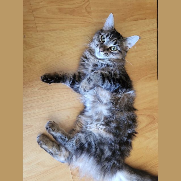 Photo of Scarlet