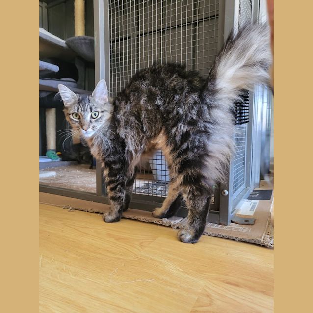 Photo of Scarlet