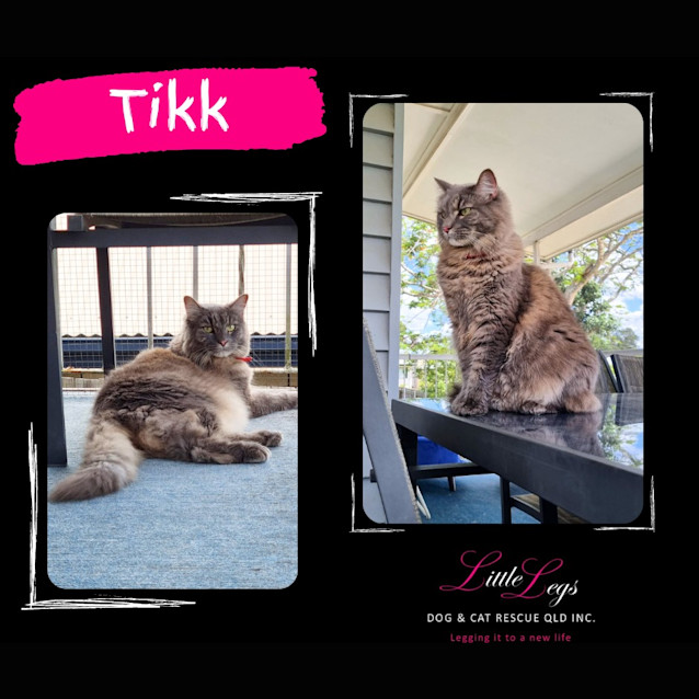 Photo of Tikk