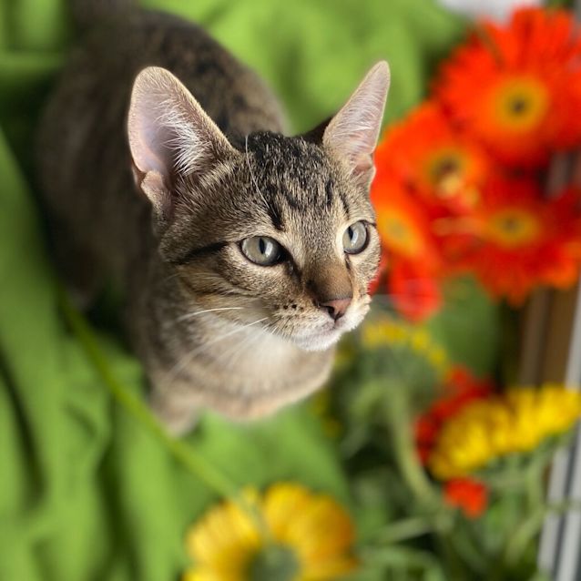 Photo of Steve Harington