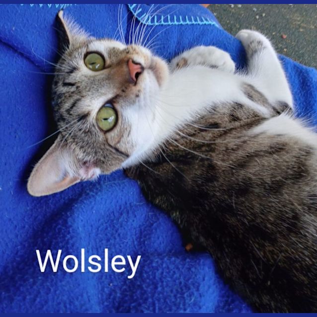 Photo of Wolsley