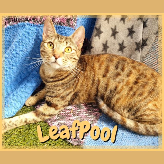 Photo of Leafpool 