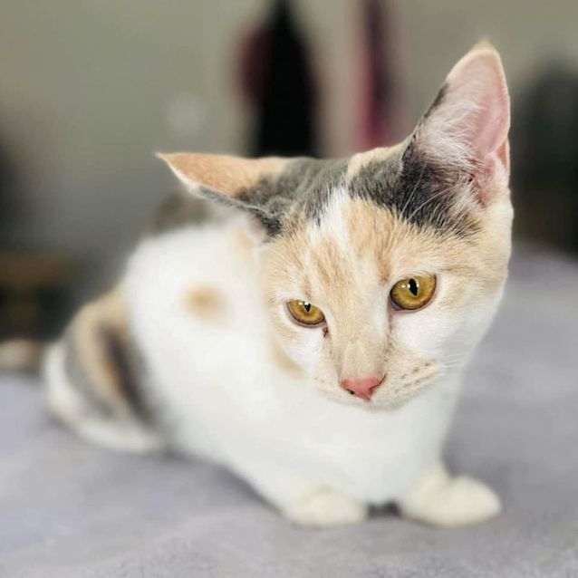 Photo of 8274   Perky