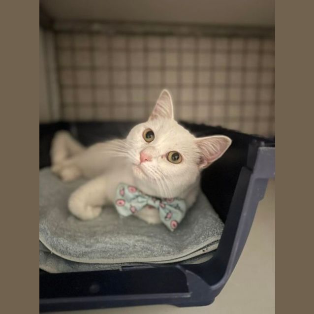 Photo of Mrs Marshmellow