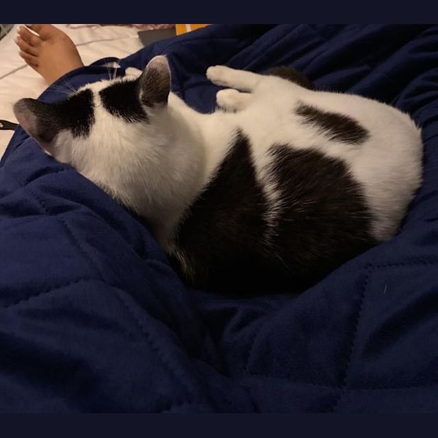 Photo of Cheezburger