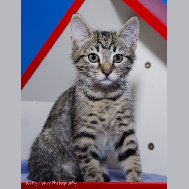 Photo of Sprinkles