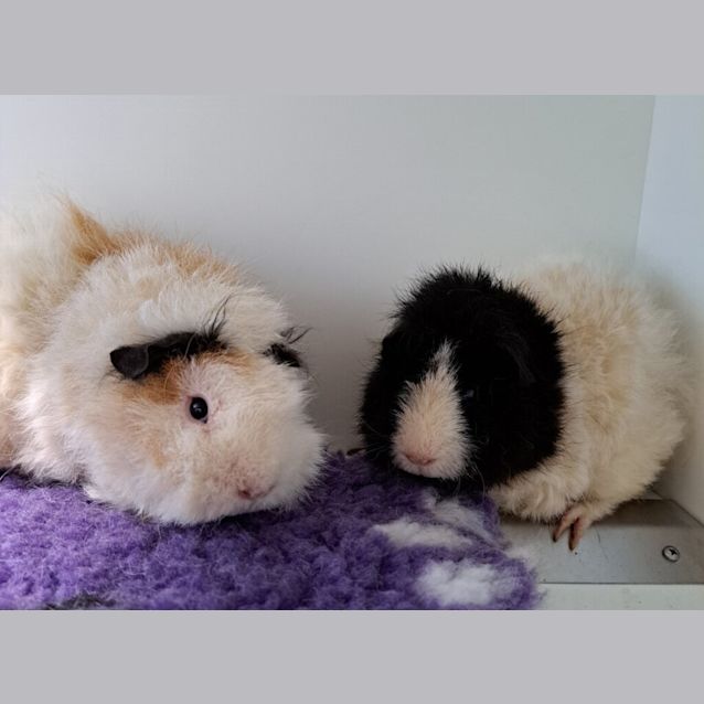 Photo of Popcorn