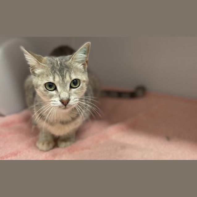 Photo of Pandora