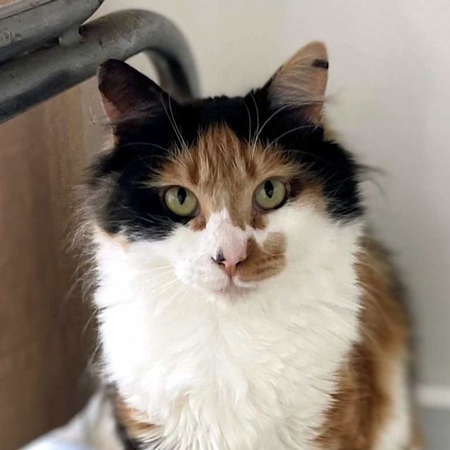 Photo of Tangerine Sta010736