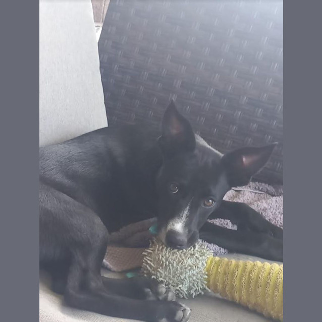 Photo of Nala   14 Week Old Kelpie (On Trial 22/6/23)