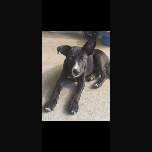 Photo of Nala   14 Week Old Kelpie (On Trial 22/6/23)