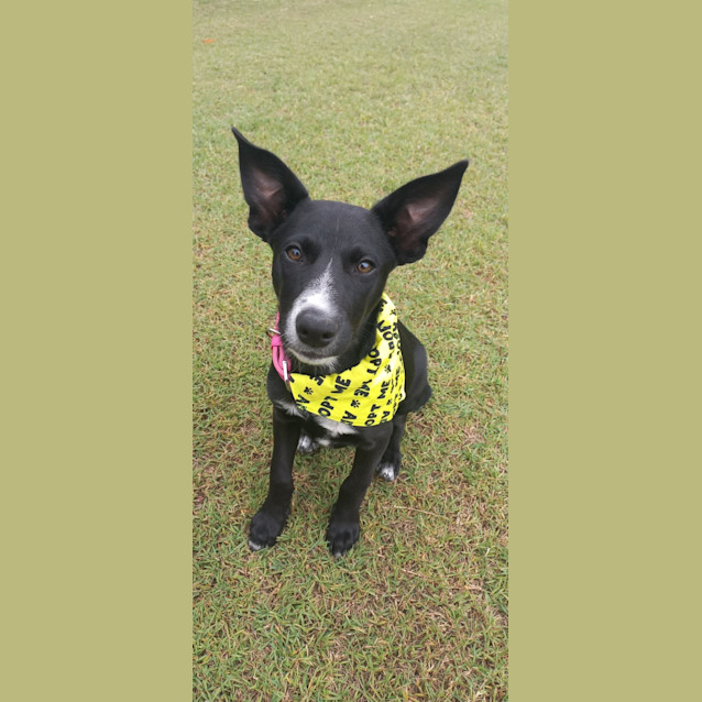 Photo of Nala   14 Week Old Kelpie (On Trial 22/6/23)