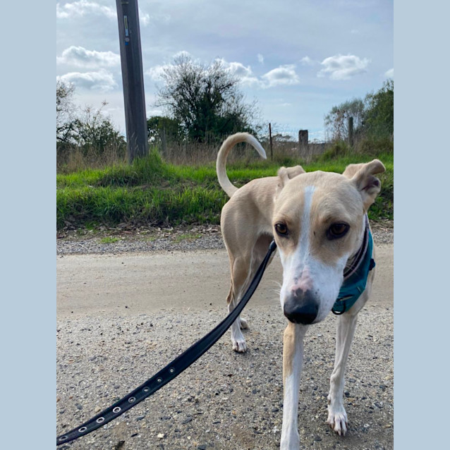 Photo of Bindi