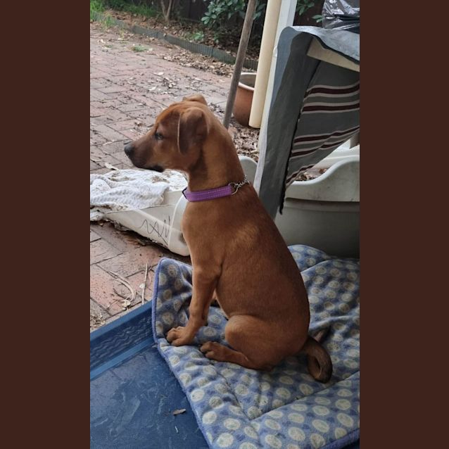 Photo of Dex