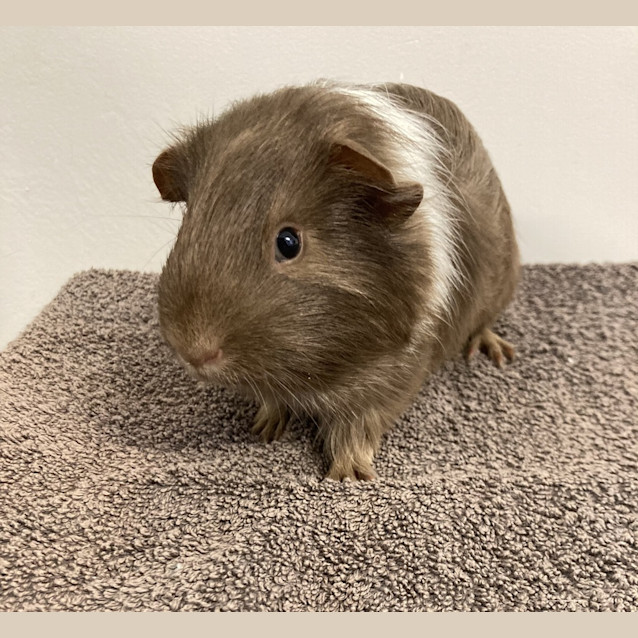 Photo of Squeaker