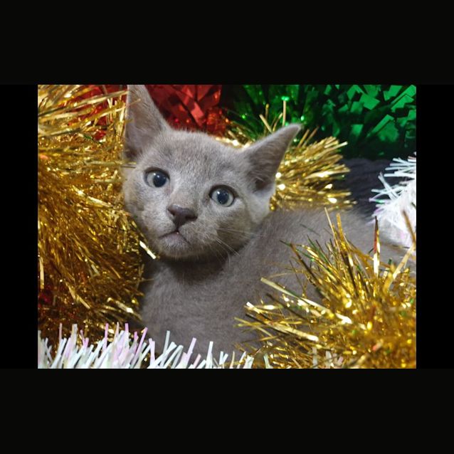 Photo of Minty