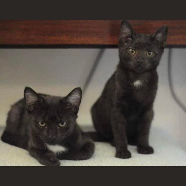 Photo of Wednesday & Wesley 