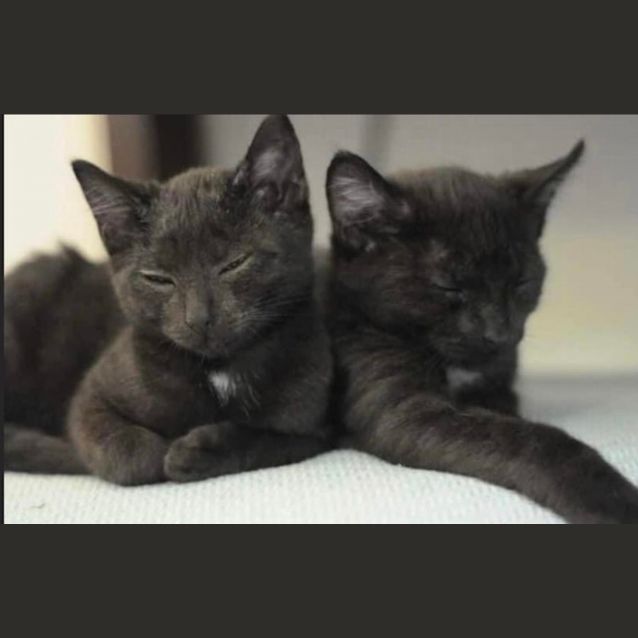 Photo of Wednesday & Wesley 