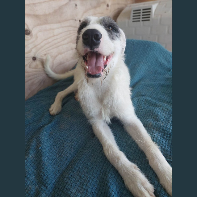 Photo of Murphy