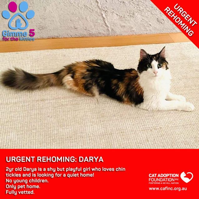 Photo of Darya Private Rehoming No Charge!