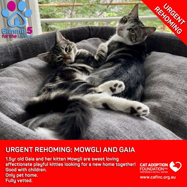 Photo of Mowgli & Gaia Private Rehoming No Charge!