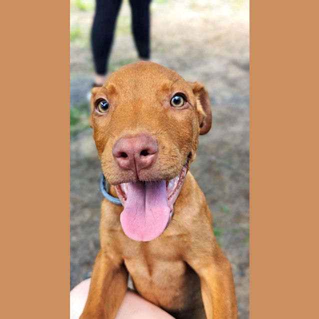 Photo of Moose