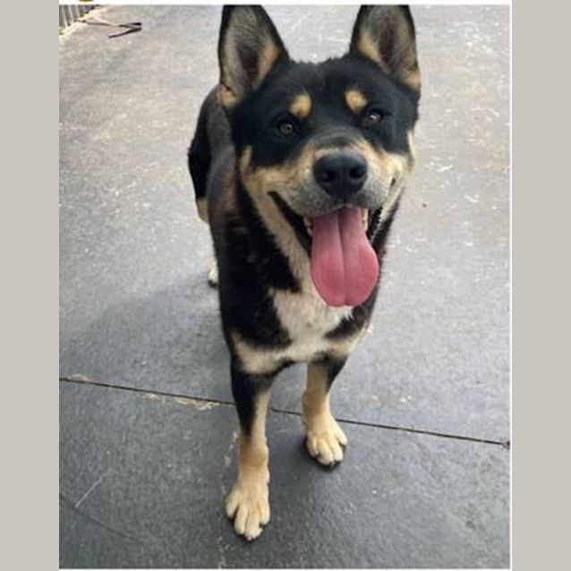 Photo of Kobe ( Was Emmett)