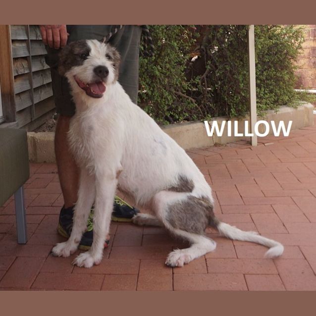Photo of Willow