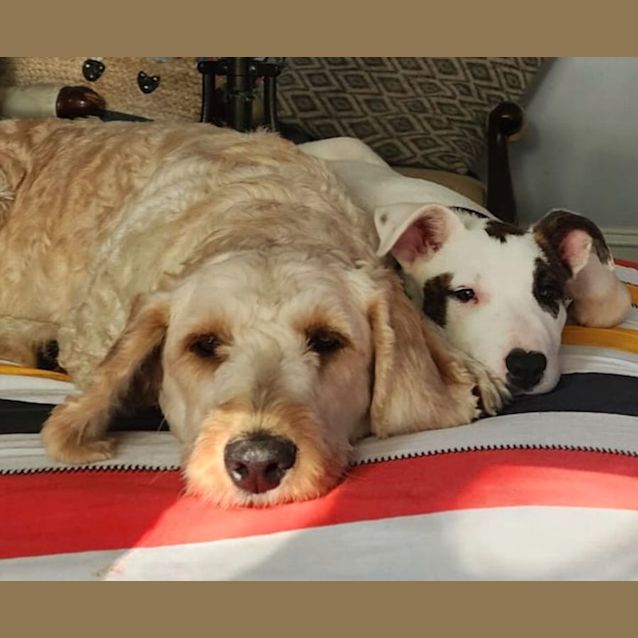 Photo of Tilly Tailwags