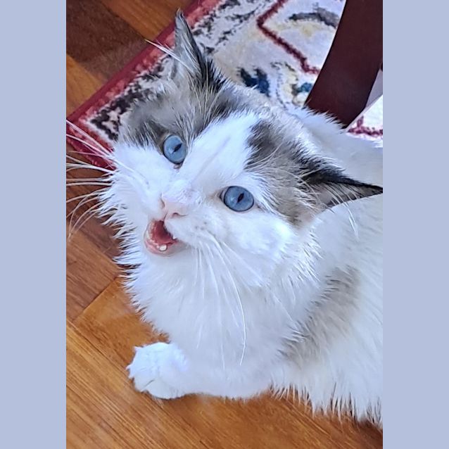 Photo of Bartholomeow Iv