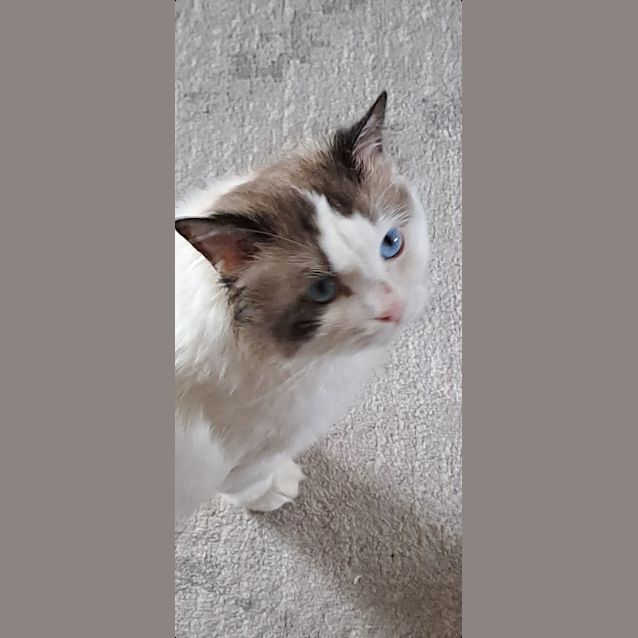 Photo of Bartholomeow Iv