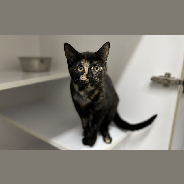 Photo of Luna