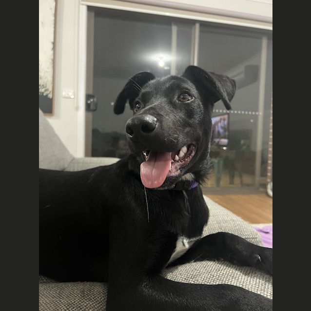 Photo of Bailey (Was Bruno)