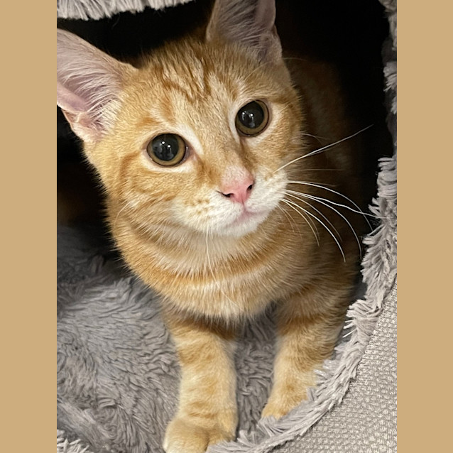 Photo of Apricat