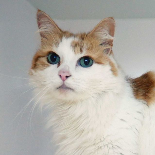 Photo of Skye Sua011193