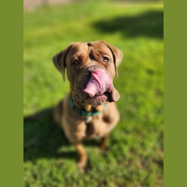 Photo of Chica