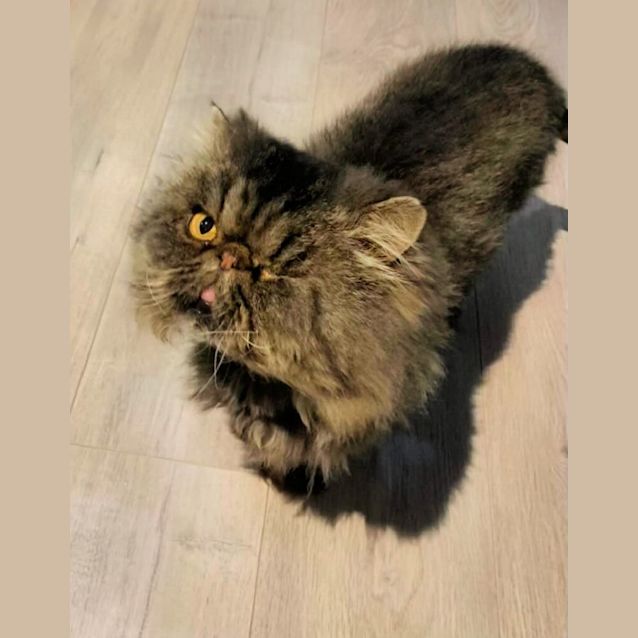 Photo of 🦜🏴‍☠️chewy🏴‍☠️🦜