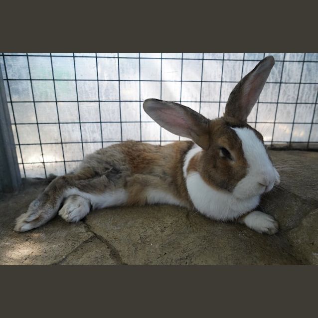 Photo of Fifi