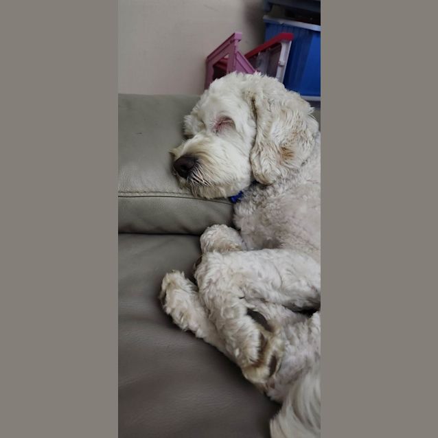 Photo of Chester