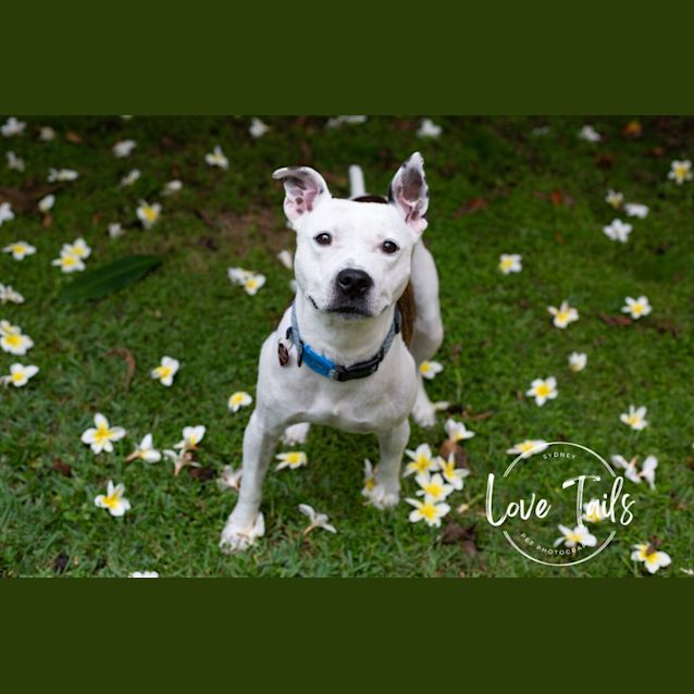 Photo of Cruiser
