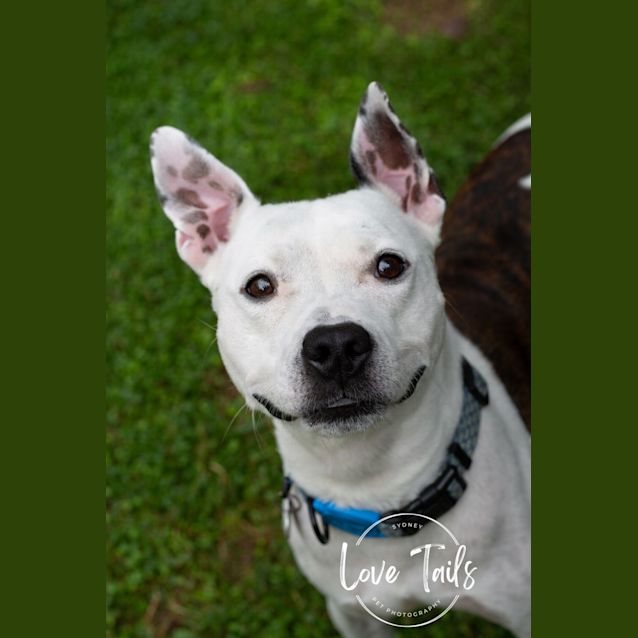Photo of Cruiser